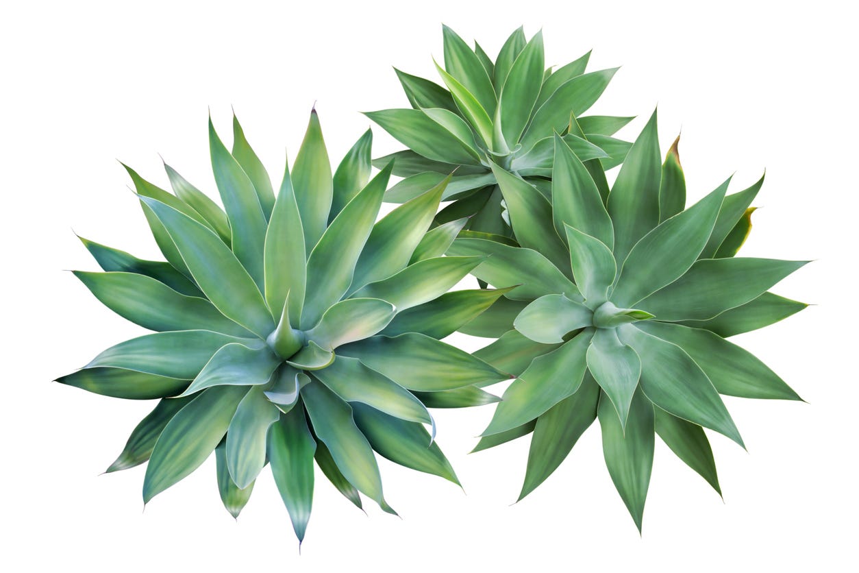 FSS Agave HSP