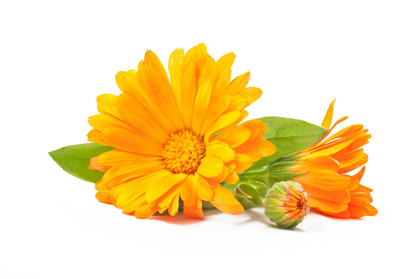 FSS CALENDULA EXTRACT BG
