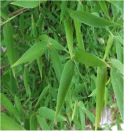 FSS Bamboo Isoflavones PF