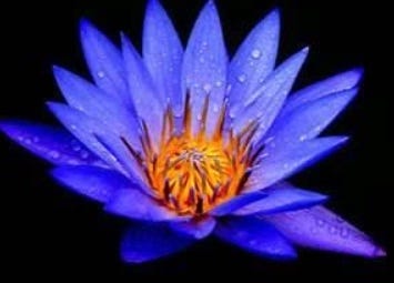 Blue Lotus, Blue Lotus Extract – Formulator Sample Shop
