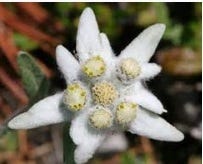 FSS Edelweiss Extract PF (Water Soluble)