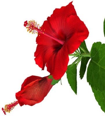 FSS Hibiscus Extract BG (Butylene Glycol)
