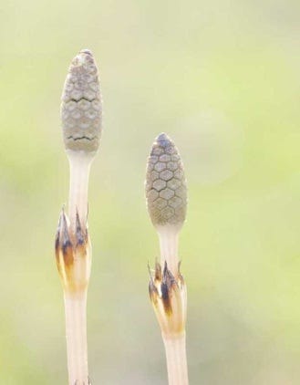 FSS Horsetail Extract AQ
