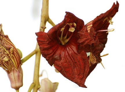 FSS KIGELIA EXTRACT G PF