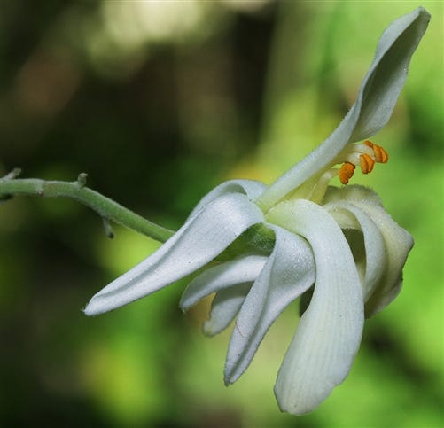 FSS Moringa Pterygosperma Seed Extract G