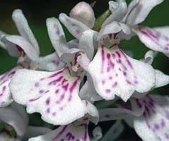 FSS Spotted Orchid Extract G