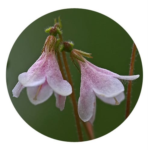linnea flower seeds Linnaea Borealis Extract