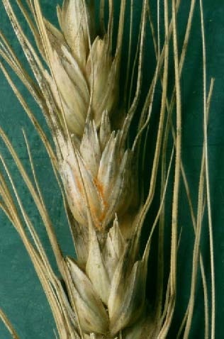 FSS Wheat Hydrolysate PF