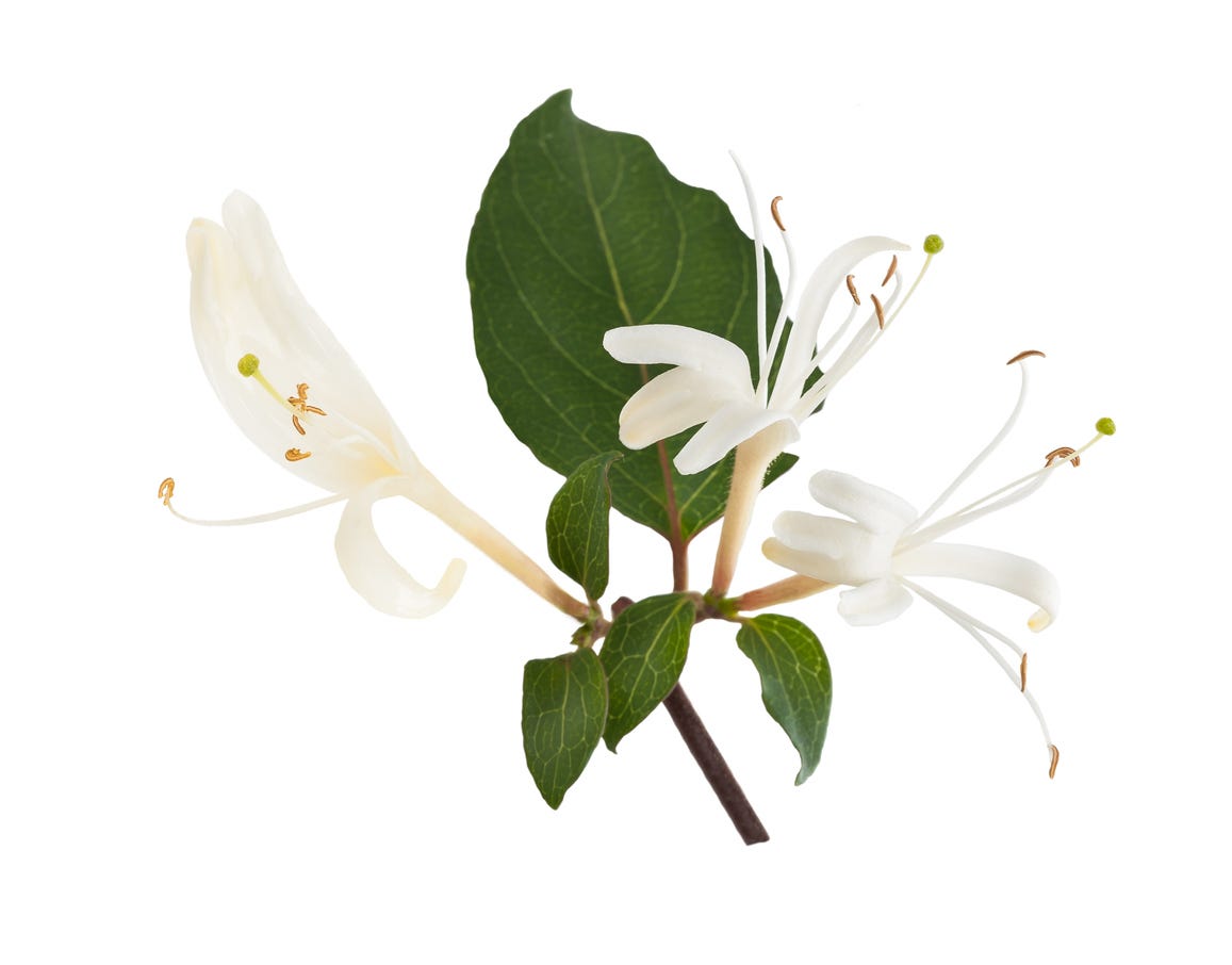 Honeysuckle Extract G – Formulator Sample Shop