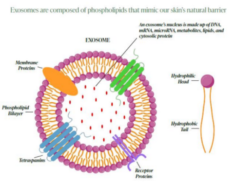 BioAuthentic Exosome FAQs
