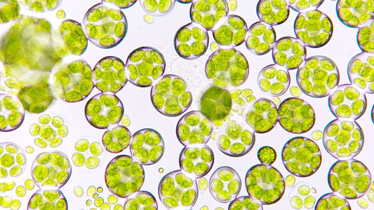 FSS AcquaSeal® Algae