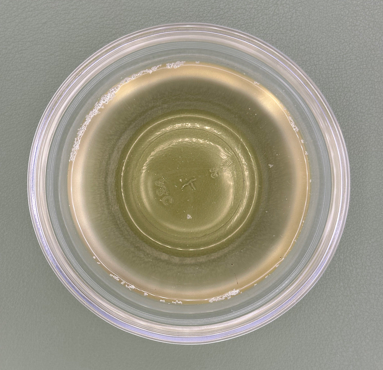 FSS Gotu Kola Extract G