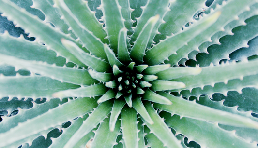 FSS ALOE EXTRACT G 