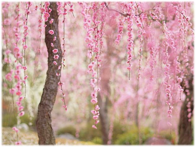 FSS JAPANESE CHERRY TREE BLOSSOM EXTRACT 