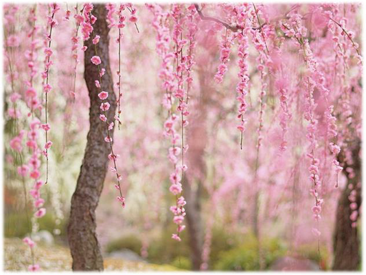 FSS JAPANESE CHERRY TREE BLOSSOM EXTRACT 