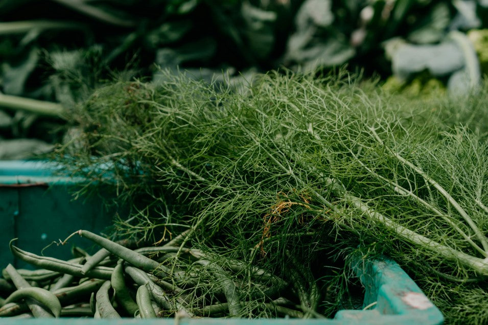 FSS FENNEL EXTRACT 