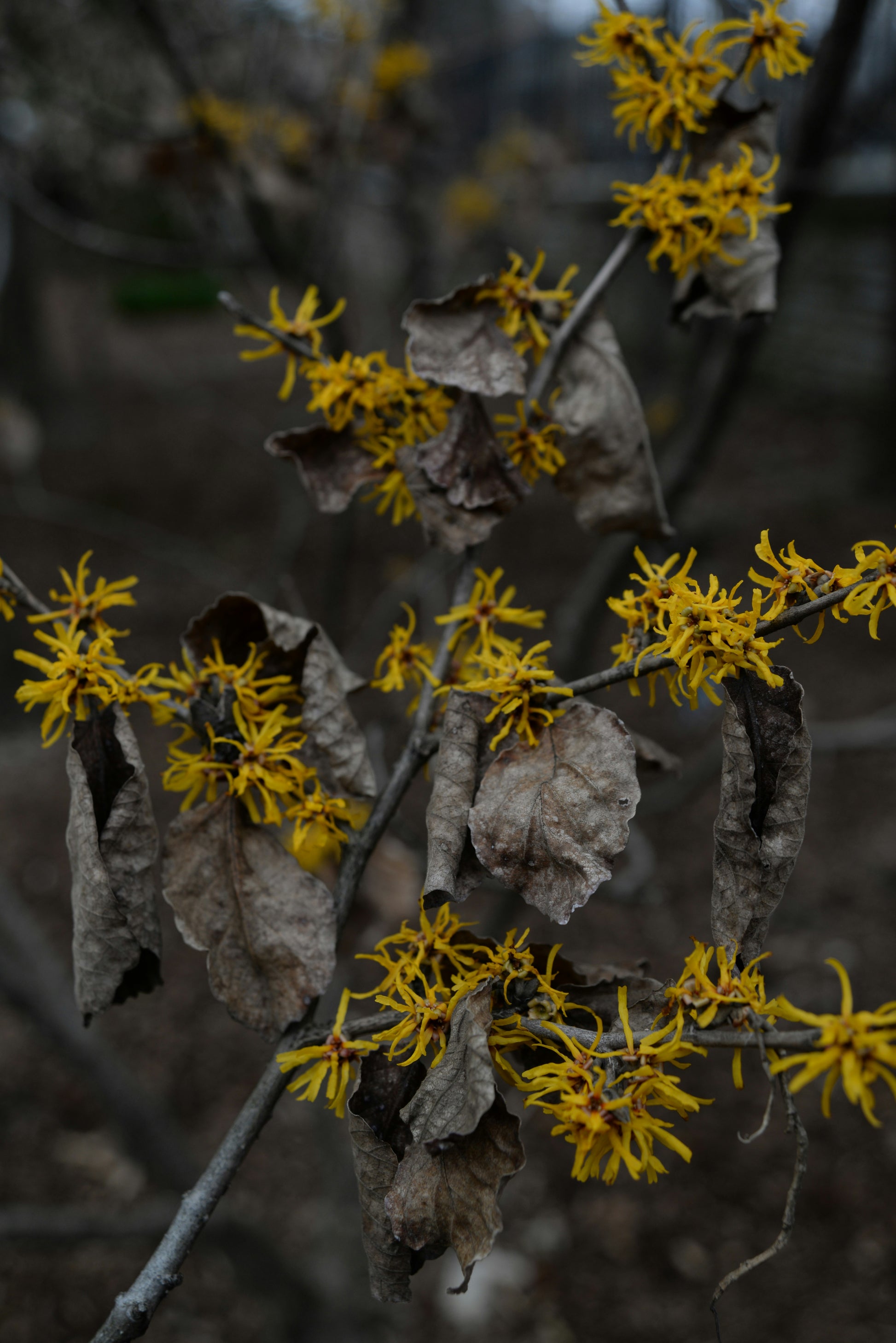 FSS Witch Hazel Extract NS PF 