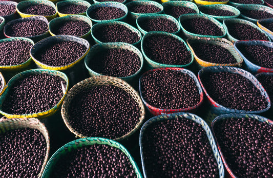 FSS ACAI EXTRACT BG PF 