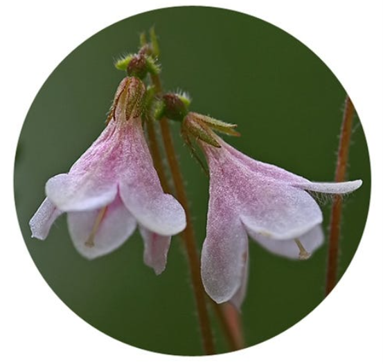 FSS TWINFLOWER EXTRACT G