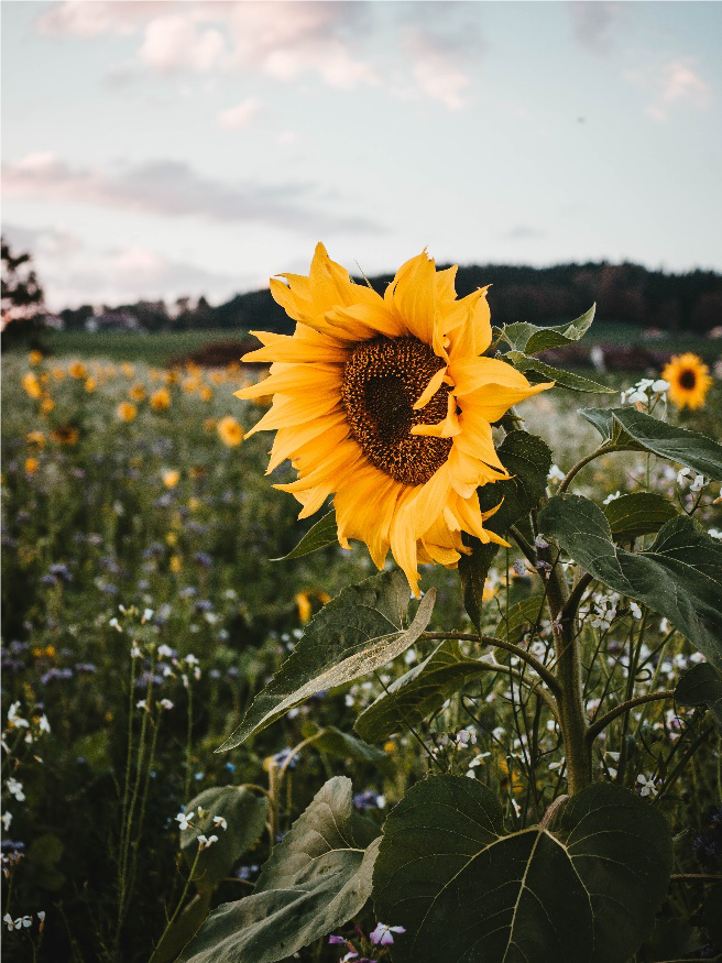 FSS SUNFLOWER EXTRACT G 
