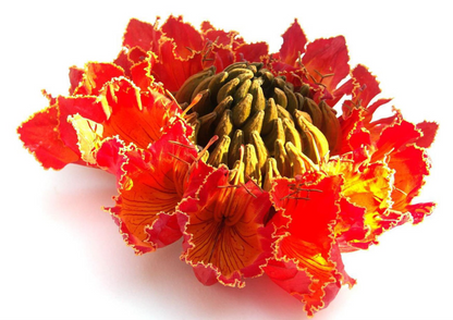 FSS FIRE TULIP EXTRACT G 