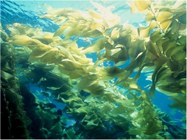 FSS ALGAE EXTRACT G PET DRK 