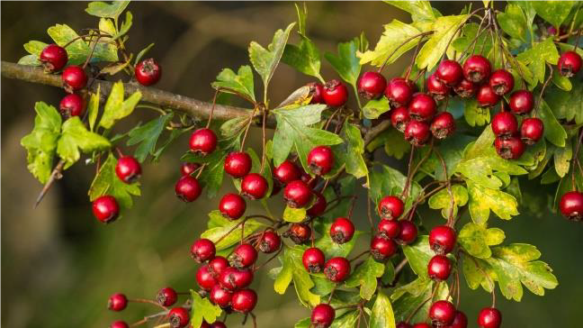 FSS HAWTHORN EXTRACT SF 
