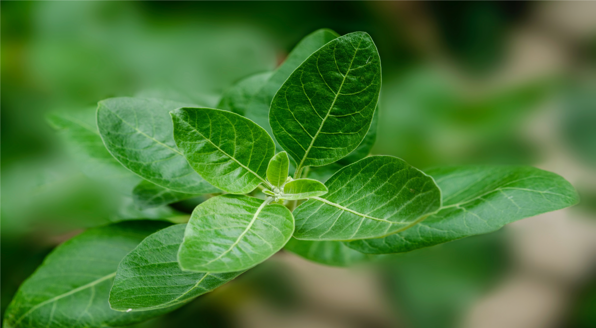 FSS ASHWAGANDHA ROOT EXTRACT SNO 