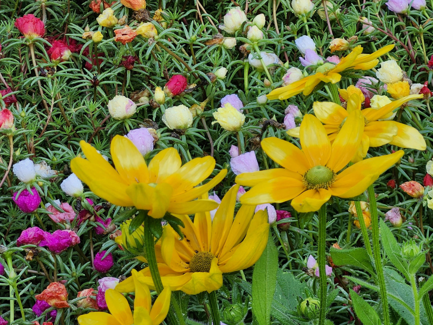 FSS PURSLANE & SEABERRY BLEND BG DRK