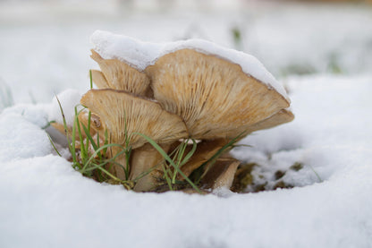 FSS SNOW MUSHROOM EXTRACT SNO 