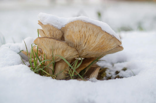 FSS SNOW MUSHROOM EXTRACT SNO 