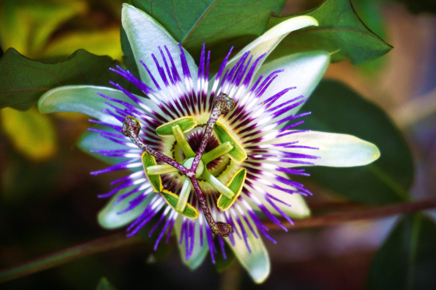 FSS PASSIONFLOWER EXTRACT SNO 