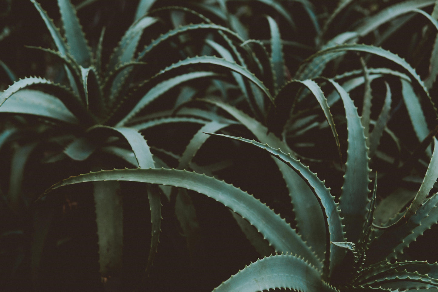 FSS ALOE VERA & GREEN TEA LEAF EXTRACT CSO 