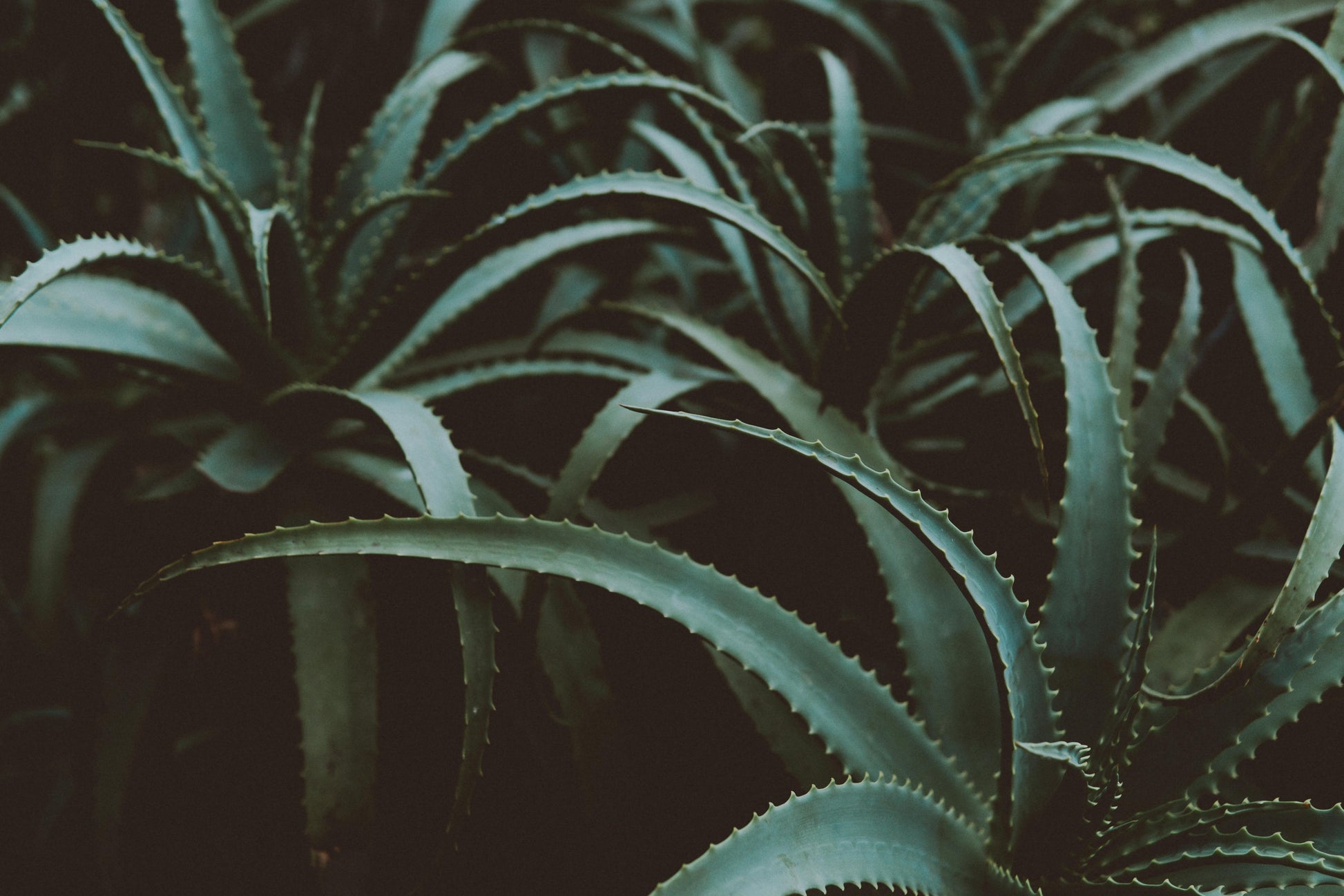 FSS ALOE VERA & GREEN TEA LEAF EXTRACT CSO 