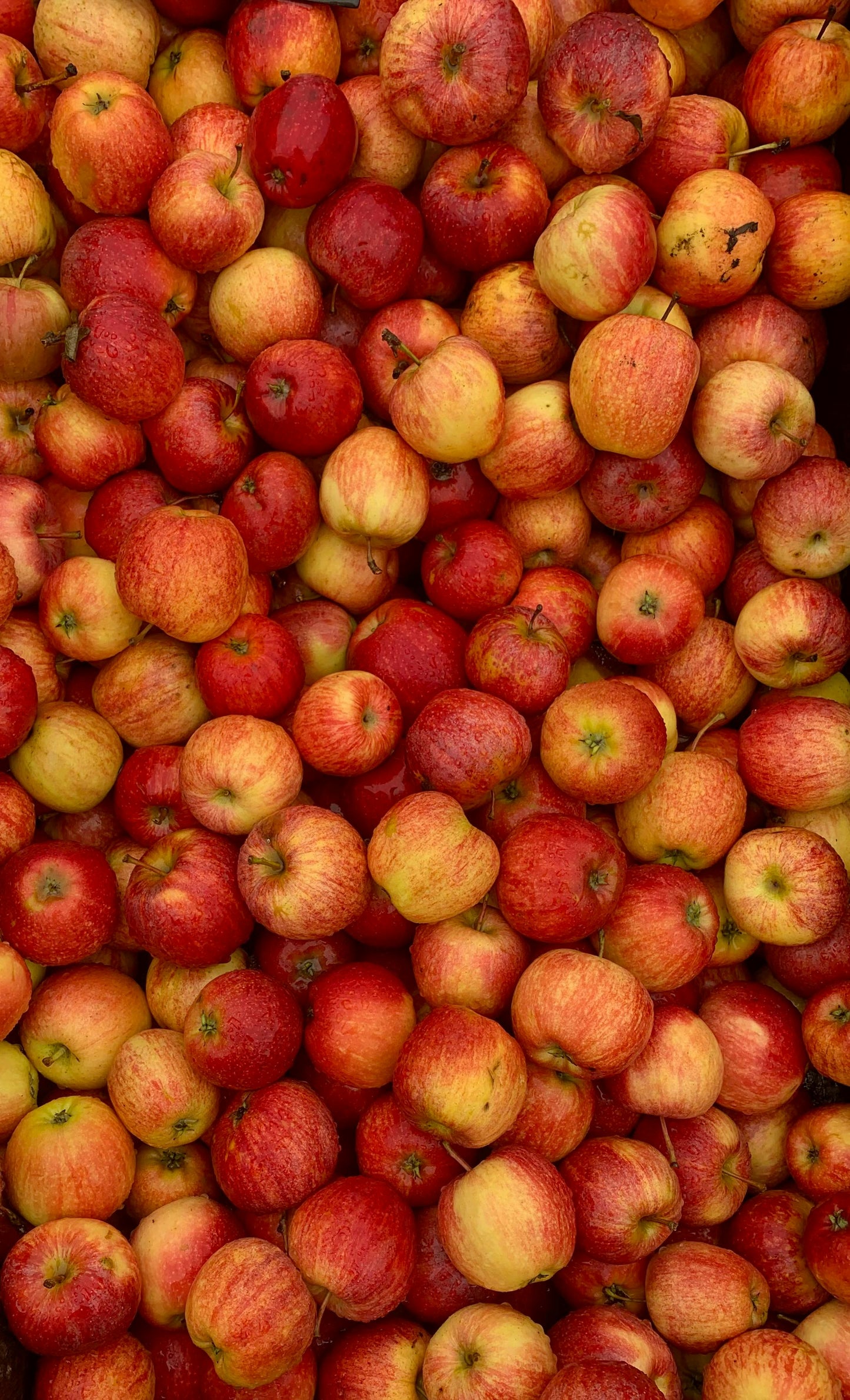 FSS Phyto-Biotics Apple 