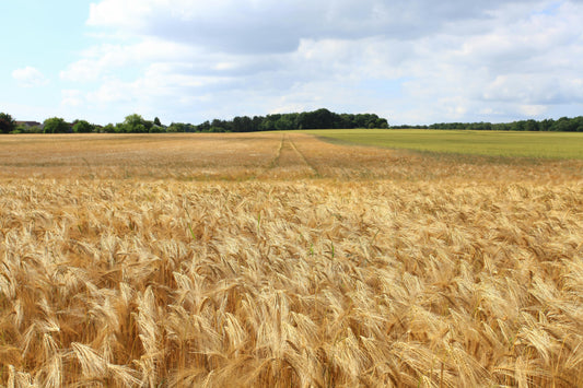 FSS WHEAT HYDROLYSATE POWDER 