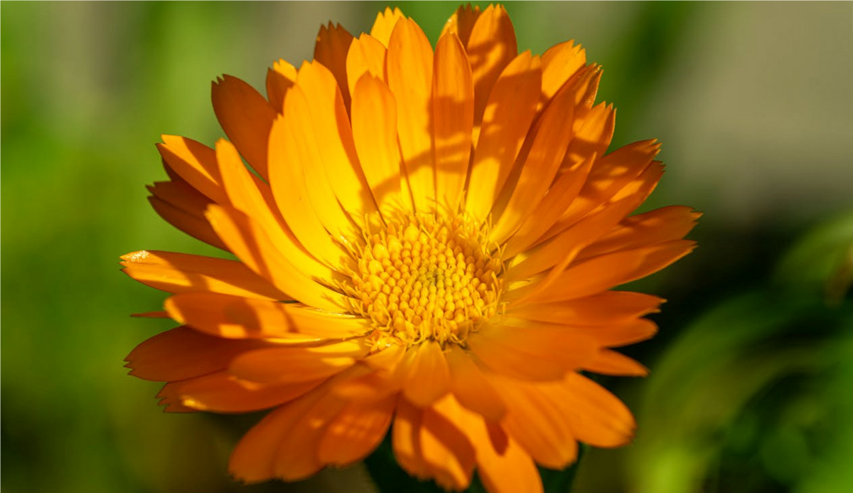 FSS CALENDULA EXTRACT PF