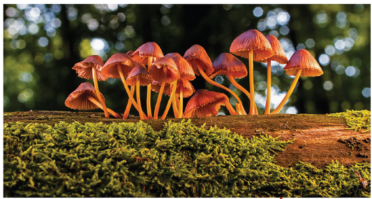 BiEau® Actif Tri-Mushroom DRK