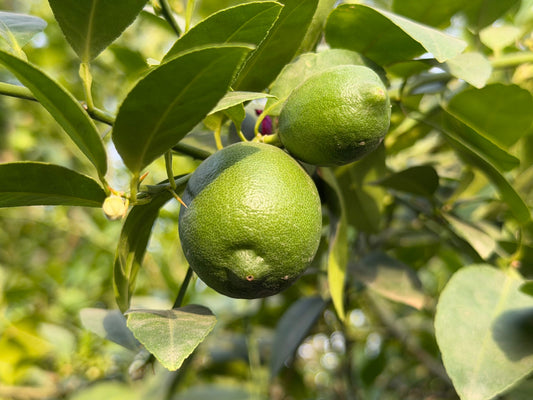 FSS DESERT LIME EXTRACT G SB 