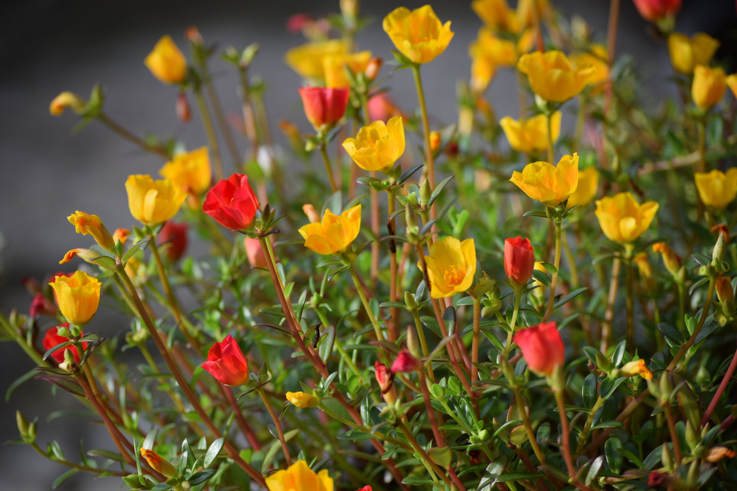FSS PURSLANE BIOFERMENT PF DRK 