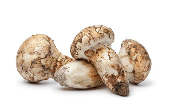 FSS SONGYI MUSHROOM EXTRACT PF DRK 