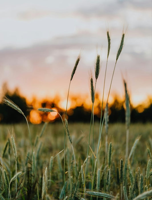 FSS DERMAPEPTIDE LIGHTENING WHEAT