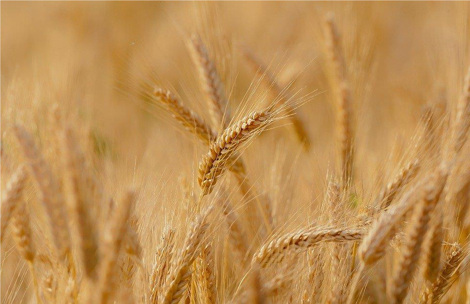 FSS FSS WHEAT HYDROLYSATE HWS PF 