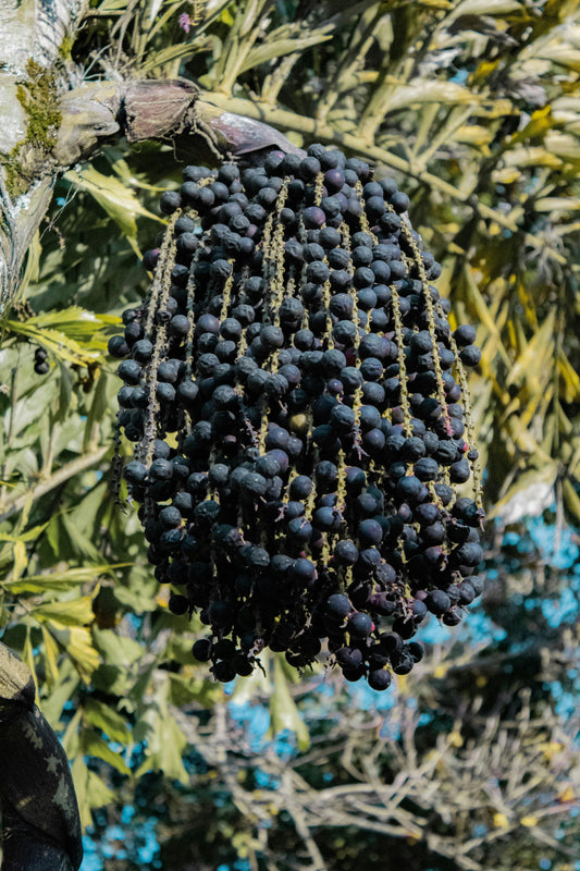 FSS ACAI EXTRACT G PET