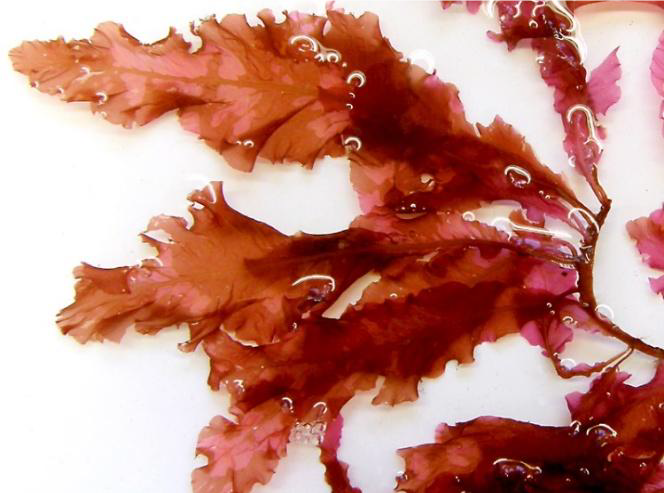 FSS ALGAE BLEND SORB PET
