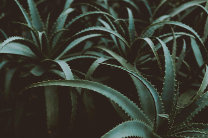 FSS ALOE PDRN - Formulator Sample Shop