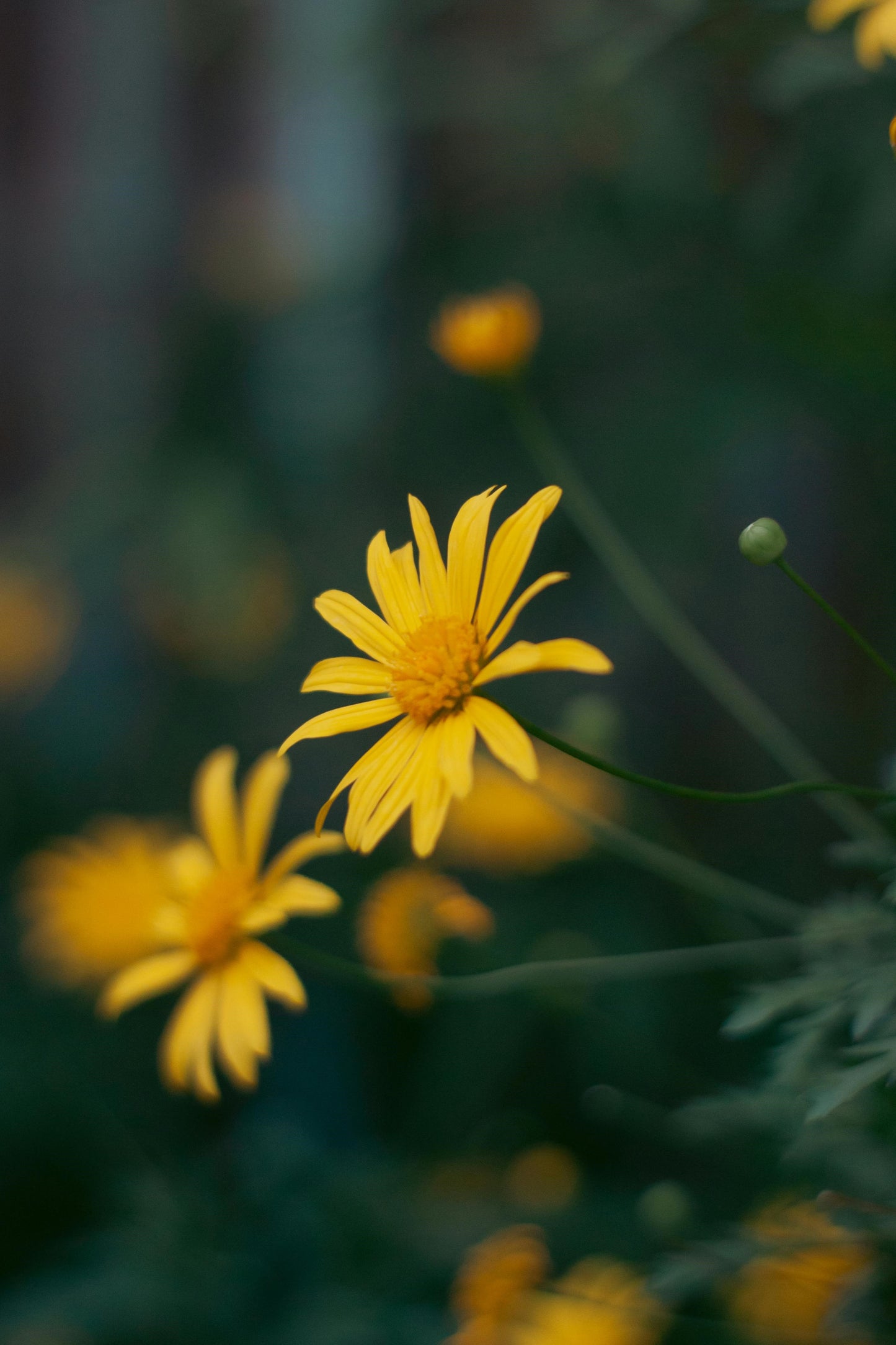 FSS ARNICA EXTRACT G PBF