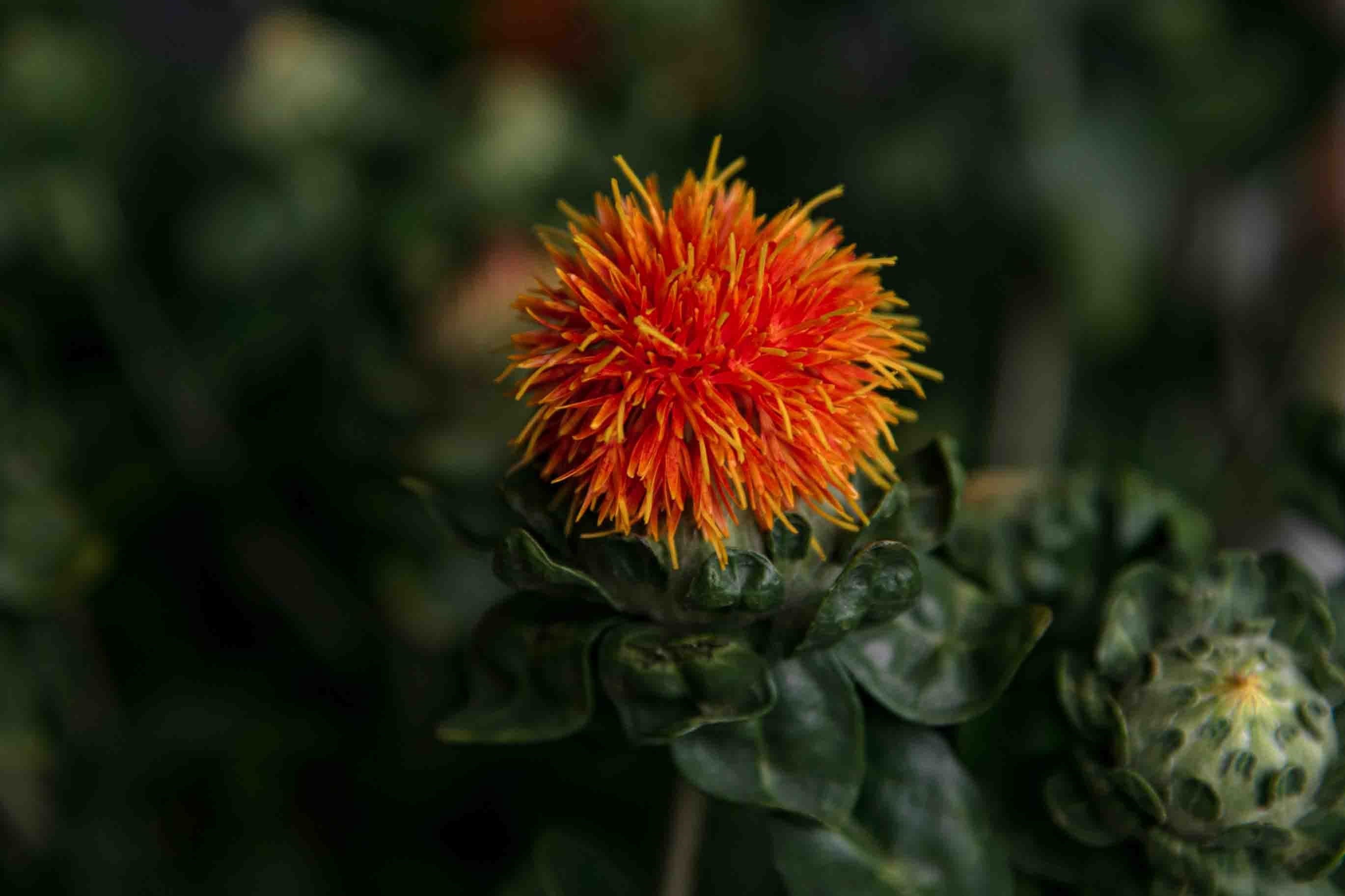 Life Oil FSS SAFFLOWER OIL – Formulator Sample Shop
