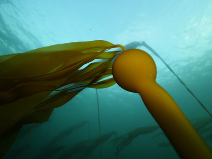 FSS BULL KELP BIOFERMENT PBF