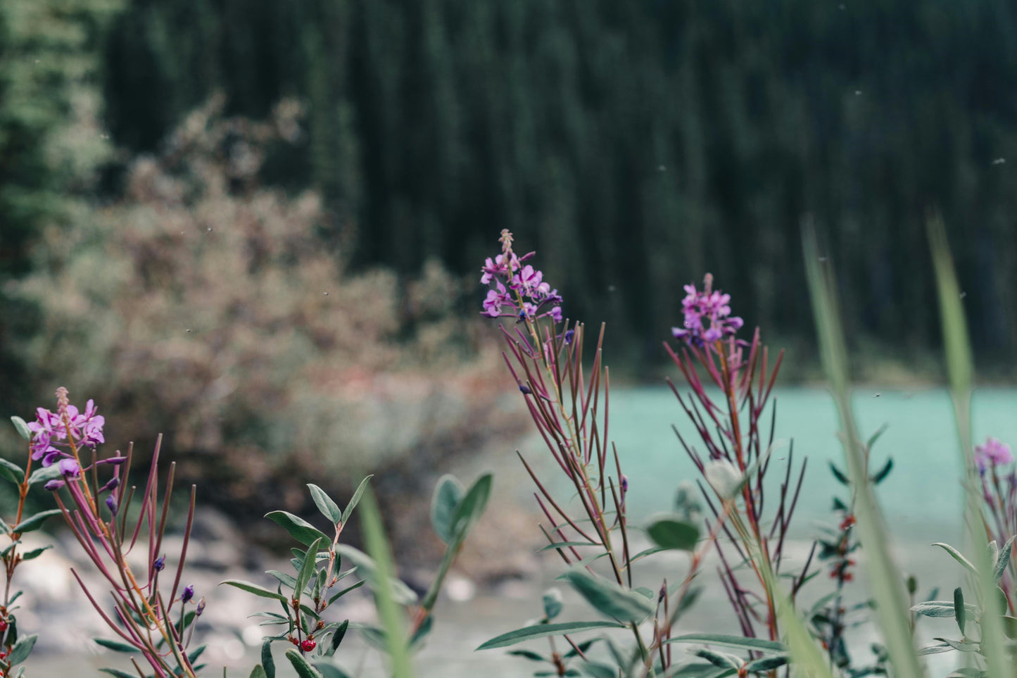 FSS CANADIAN FIREWEED EXTRACT AQ PET